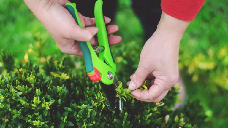 Gardena ou Fiskars : quel sécateur choisir ?